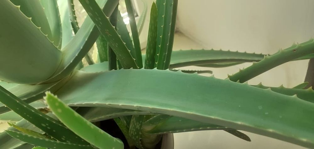 Срочно продам взрослый алоэ!