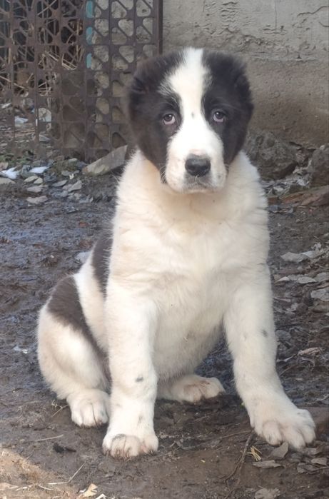 Эксклюзивные мощные супер красавицы девочки