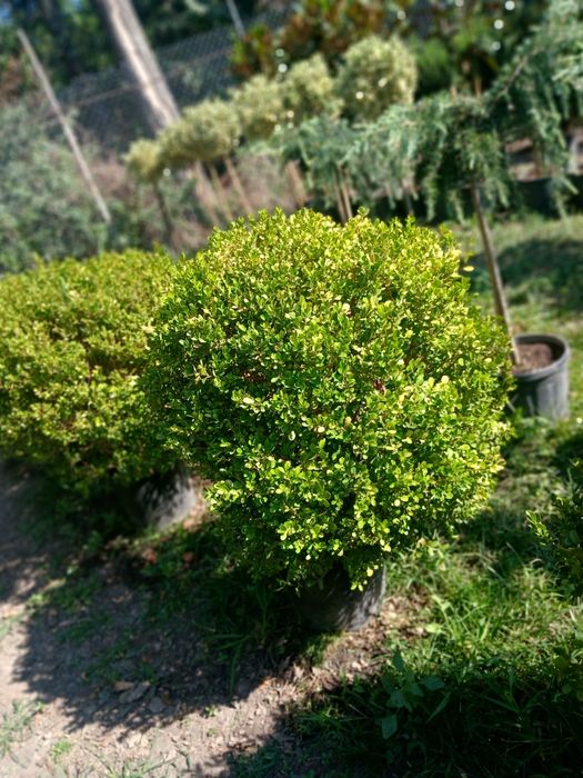 Buxus imens super preț