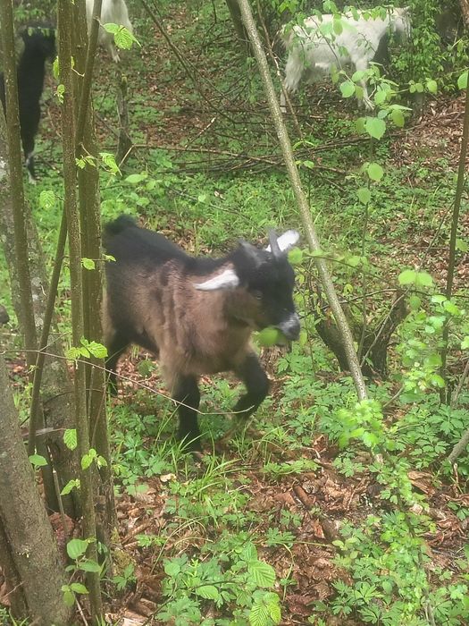 Tapisor,genetica bună metis anglonubian cu alpina franceza