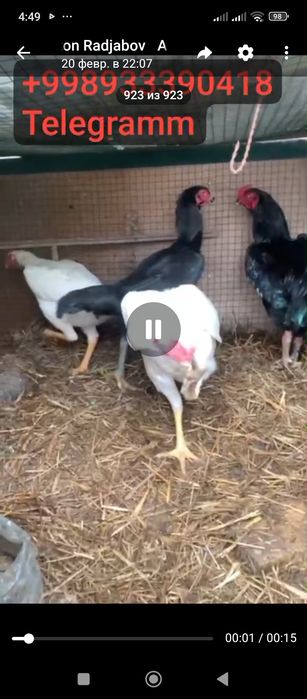 O shamo nemis tuxuml va jujalariga zakaz olaman.