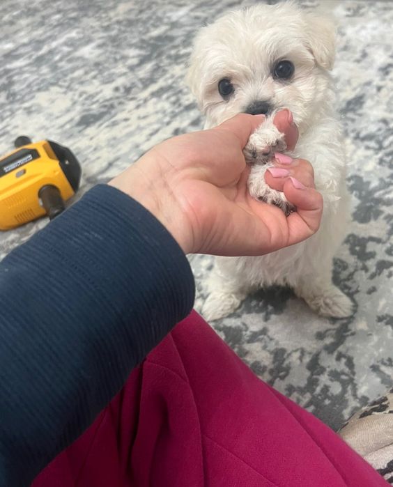 Bichon talia mica