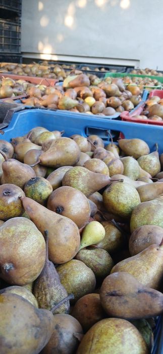 Pere dulce pentru țuică