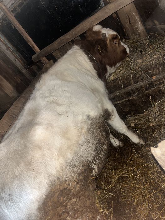 Продам 2 бычка на откорме