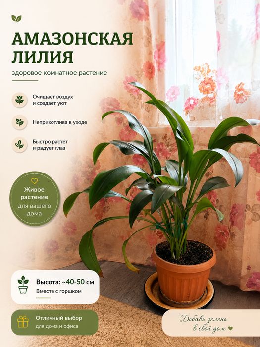 Эухарис амазонский
