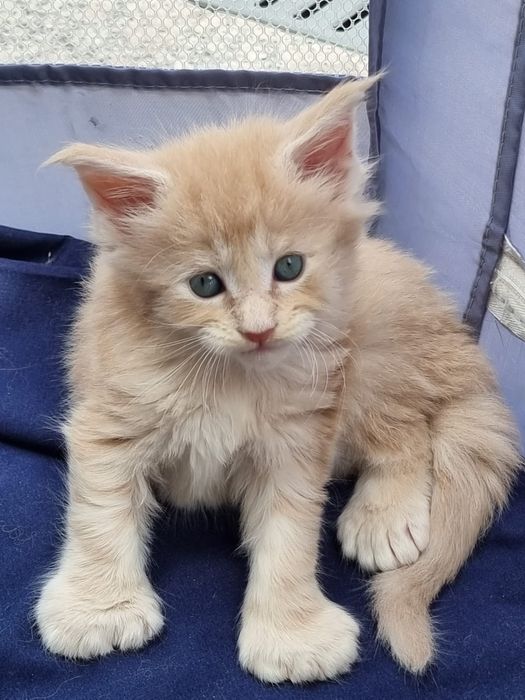 В рассрочку Котята Мейн-кун элитные