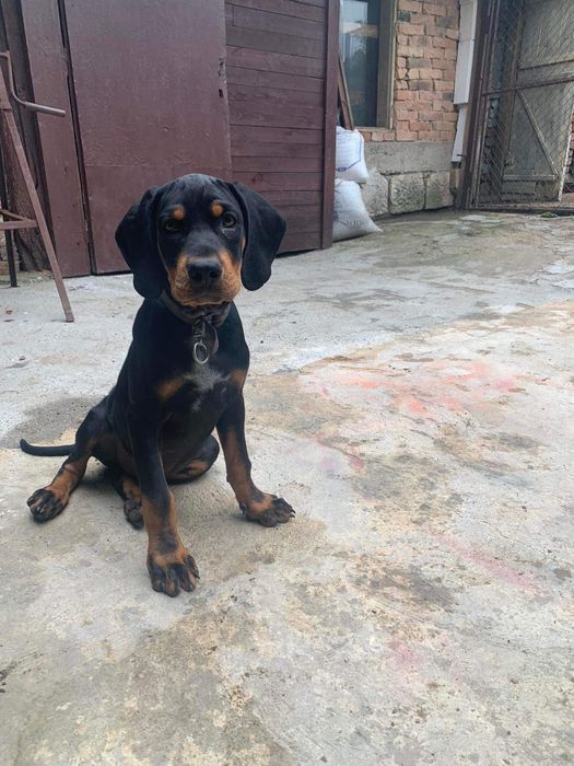 Продавам чистокръвно лудогорско гонче