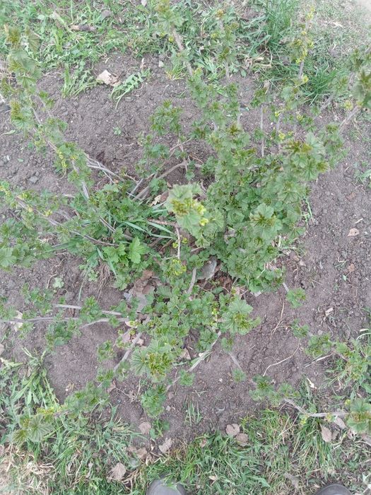 Крыжовник, Малина, Смородина