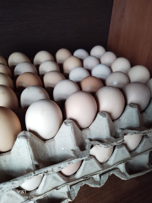 Яйца куриные  домашние.