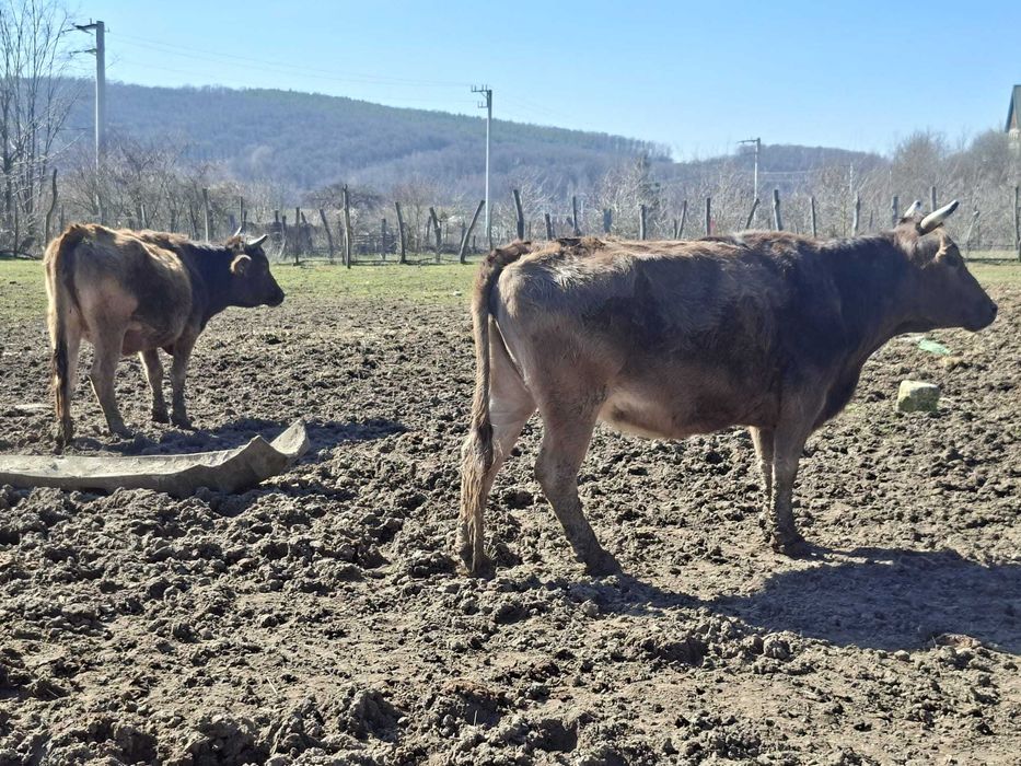 Vaci gestante de vânzare