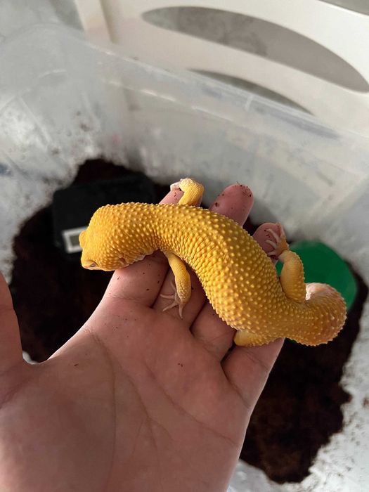 Эублефар - мальчик - год и 8 месяцев