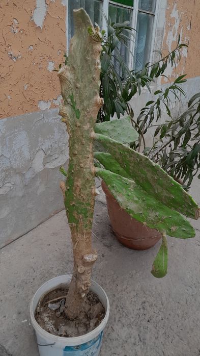 продается цветы опунция кактусы