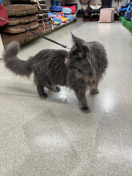 Vand motan Maine Coon