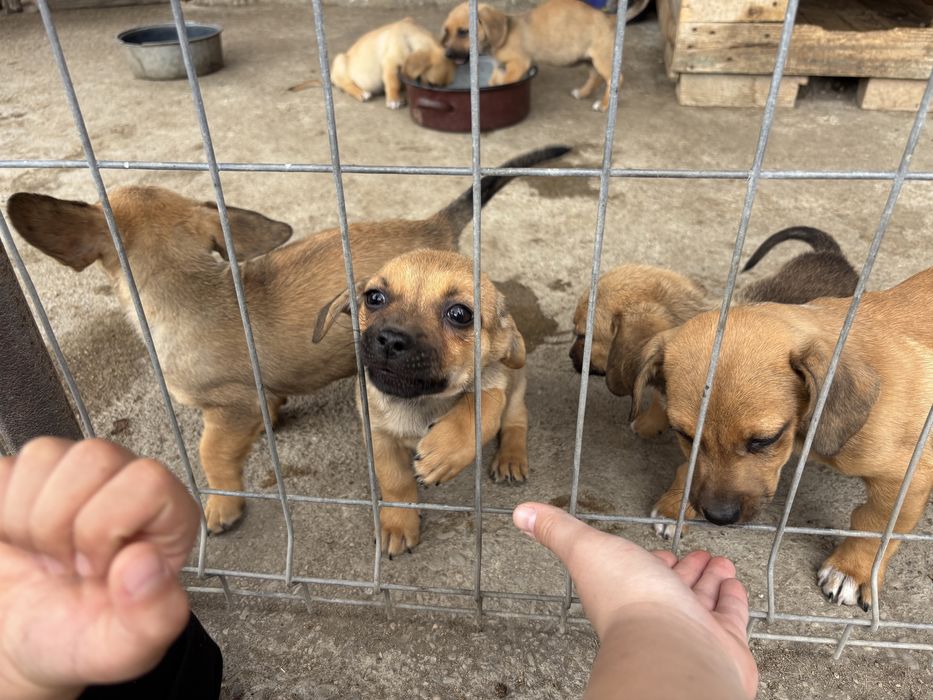 Donez cățeluși adorabili
