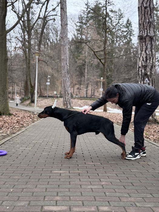 Doberman junior cu pedigree