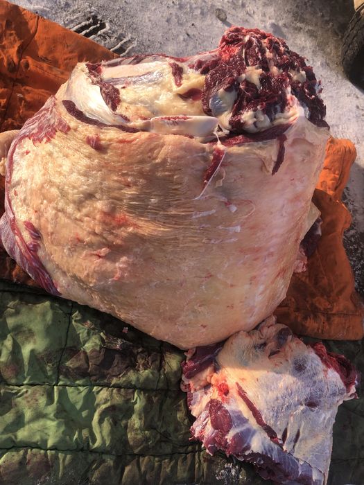 Семіз тайынша еті 170 кг