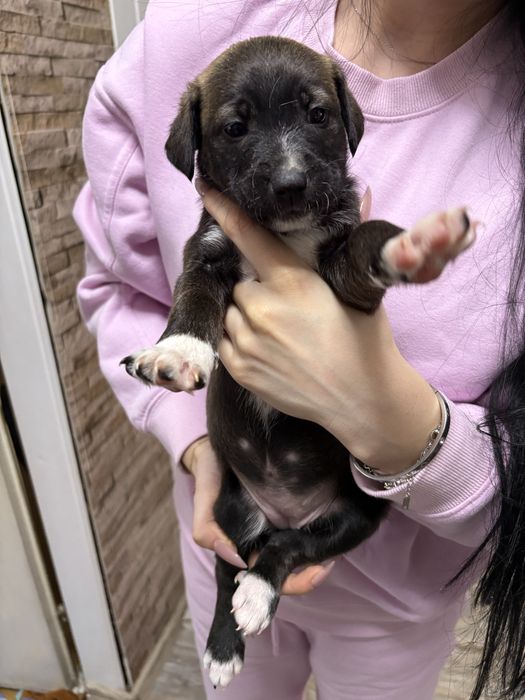 Малки кученца. Подаряват се!