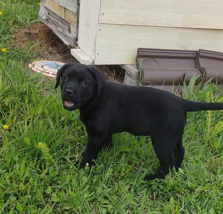 Vand Pui Labrador Retriver femela