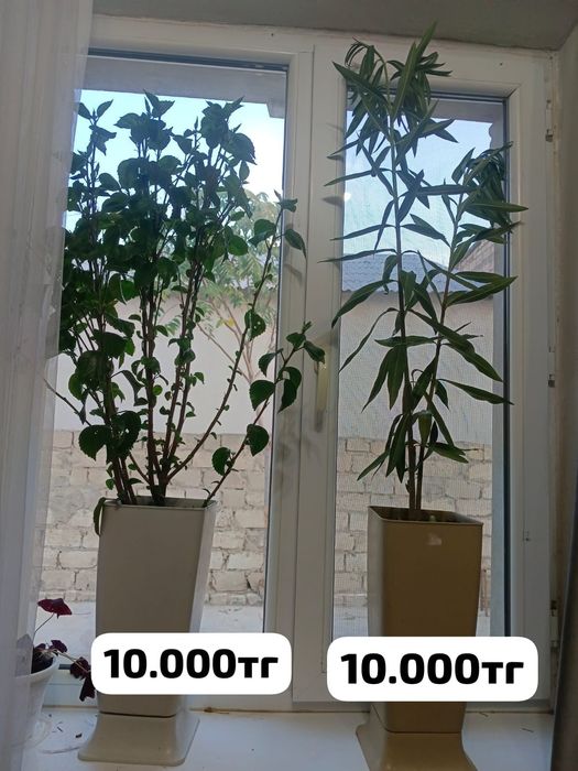 Комнатные растения