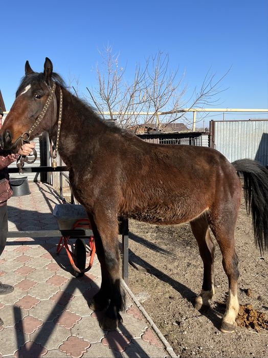 Продам элитного коня