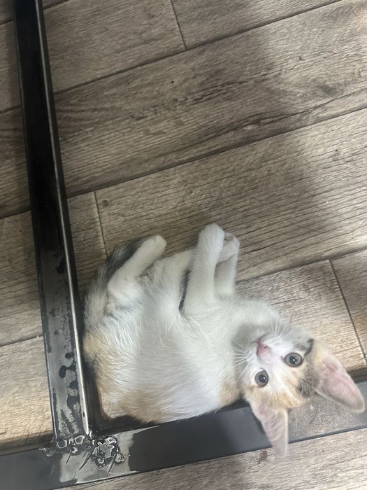 Котята Бесплатно 1,5 месяца