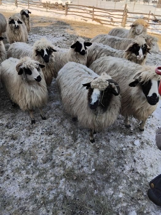 De vanzare oi gestante