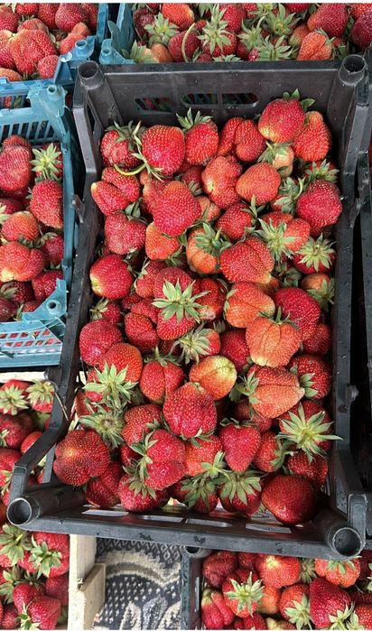 Корни Клубники рассада