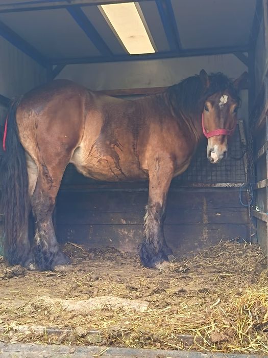 Vând un mânz frumos de un an și două luni