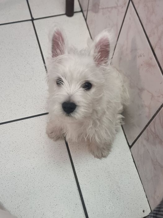 West Highland  white terrier de vânzare