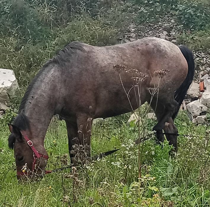 Vând iapa de 2 ani jumate iapa trage foarte bine merge foarte bine