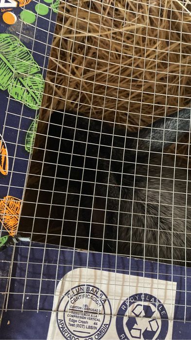 Кролик породистый