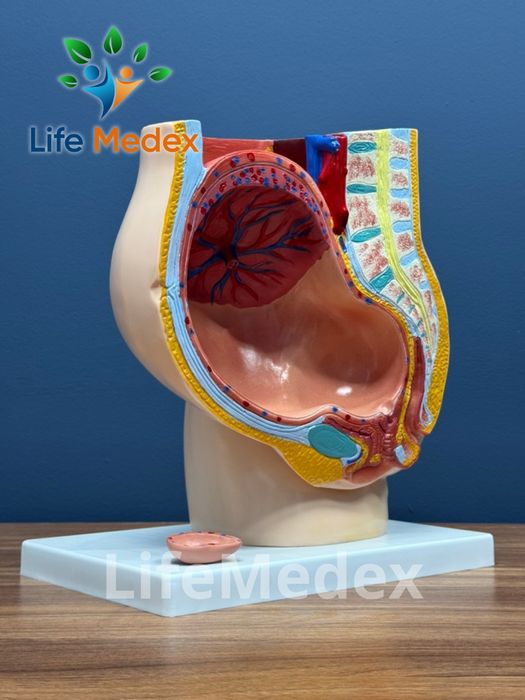 Анатомические Муляжи