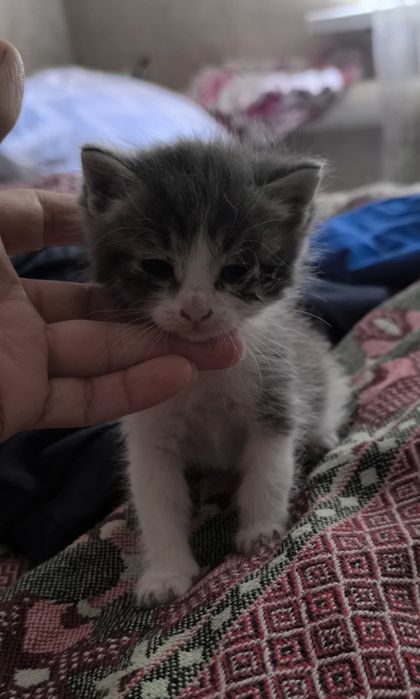 Отдам катят в добрые руки