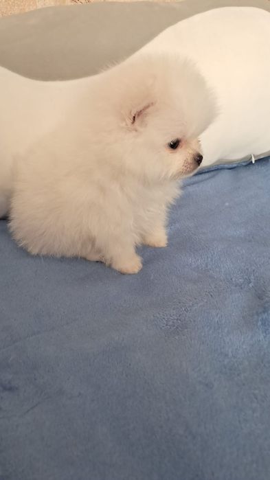 Шпиц мальчик готов к переезду