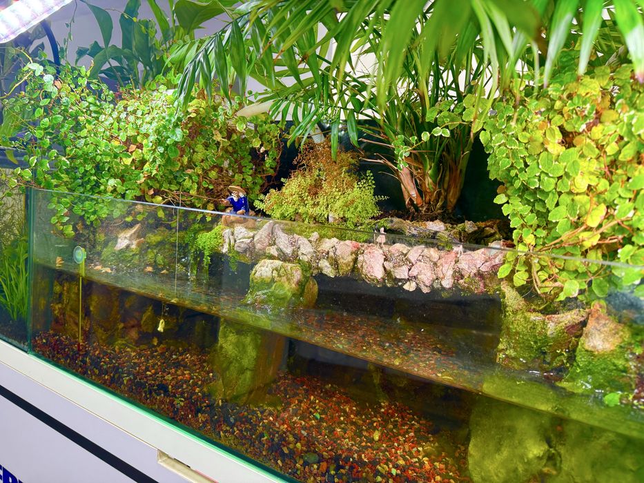 Продаётся эксклюзивный палюдариум аквариум (ручная работа)