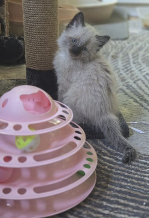 Продаются сиамские котята