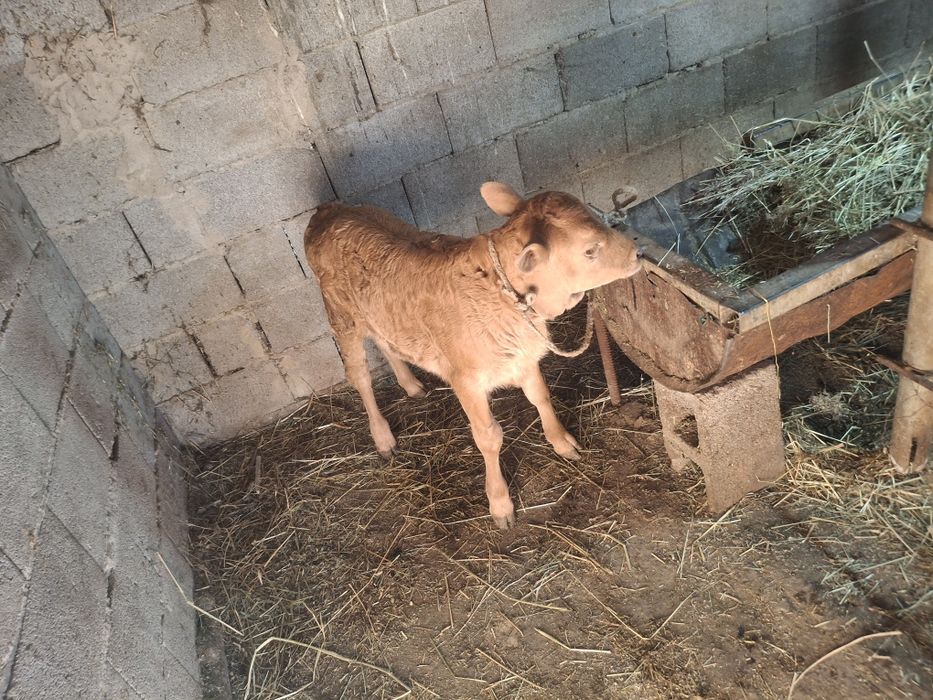 телята одна телочка один бычок