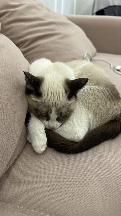 Кошечка с добрым сердцем ищет дом