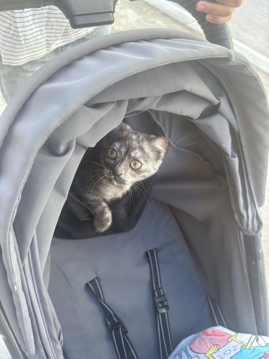 кошка хорошая маленькая.