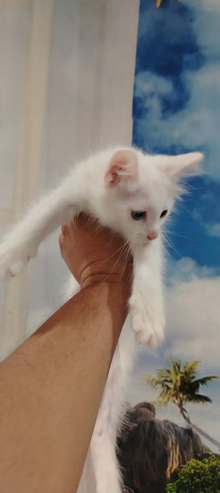 Продам прекрасных котят девочек