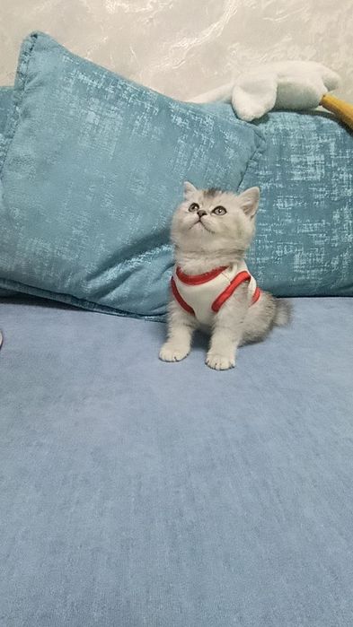 Шикарные котята от правильной вязки