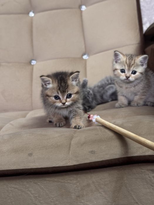 Золотая шиншила продается срочно N11