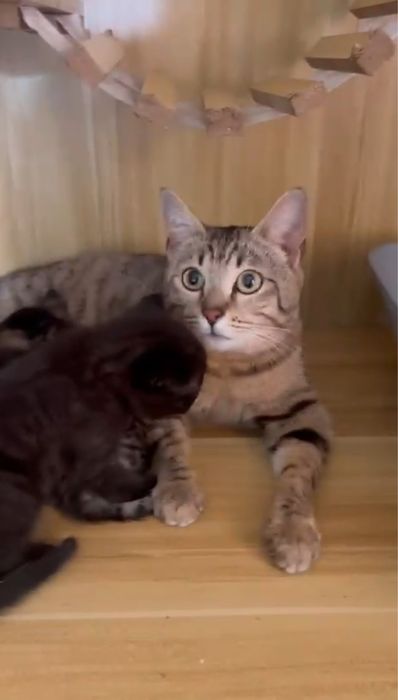Мама кошка с котятами