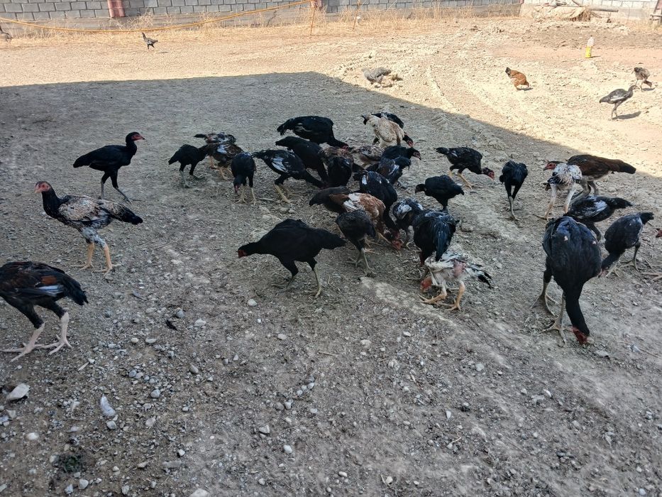Дакан қораз,тауық