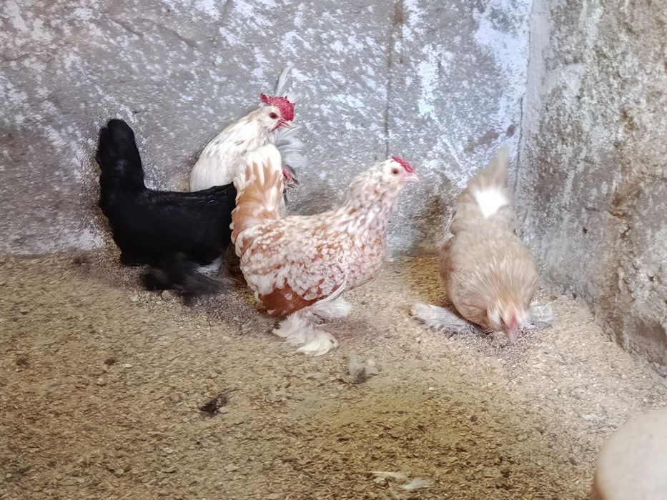 Испенч декоративни кокошки