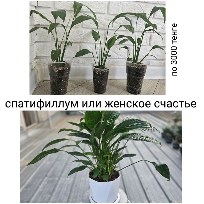 Комнатные цветы детки черенки
