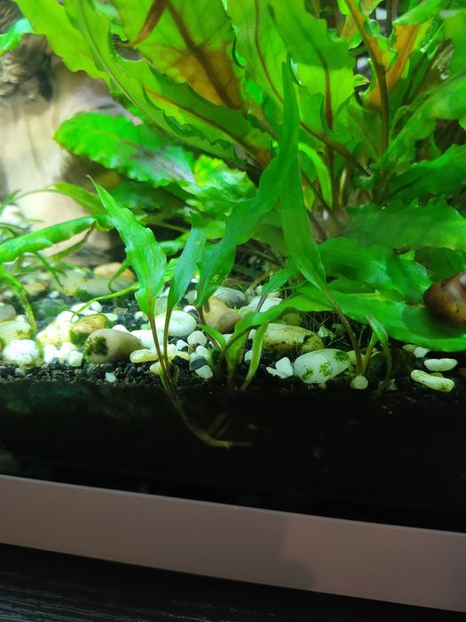 Аквариумные растения " Криптокорина вендта"