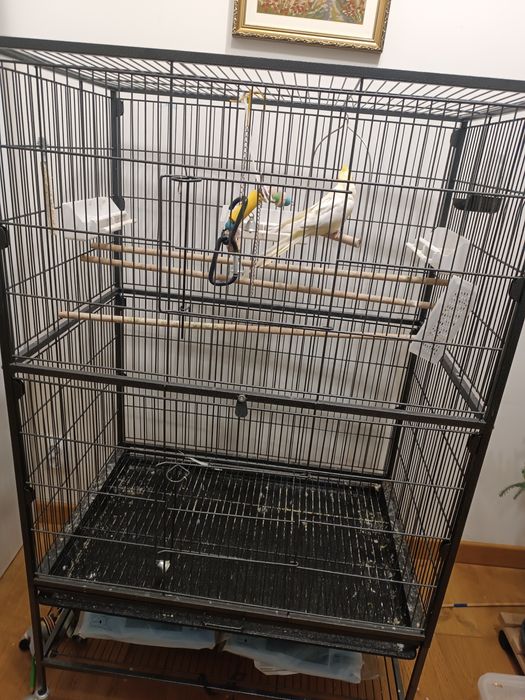 Papagal Nimfa cu colivie