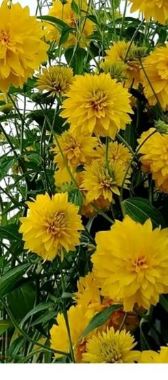 Продаётся почвокровная трава (ёлочка) трава