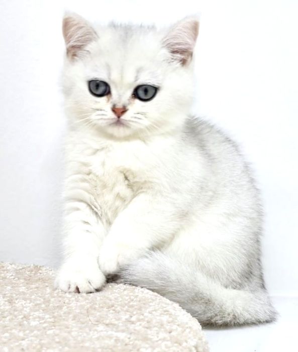 Котята британские зеленоглазые,аквамарин
